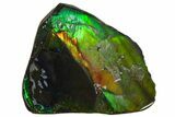 Iridescent Ammolite (Fossil Ammonite Shell) - Alberta, Canada #162383-2